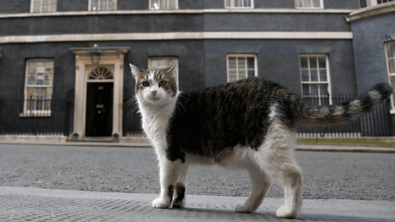 Purr-manent resident: Larry the cat marks 15 years at Downing Street as Britain’s political top cat