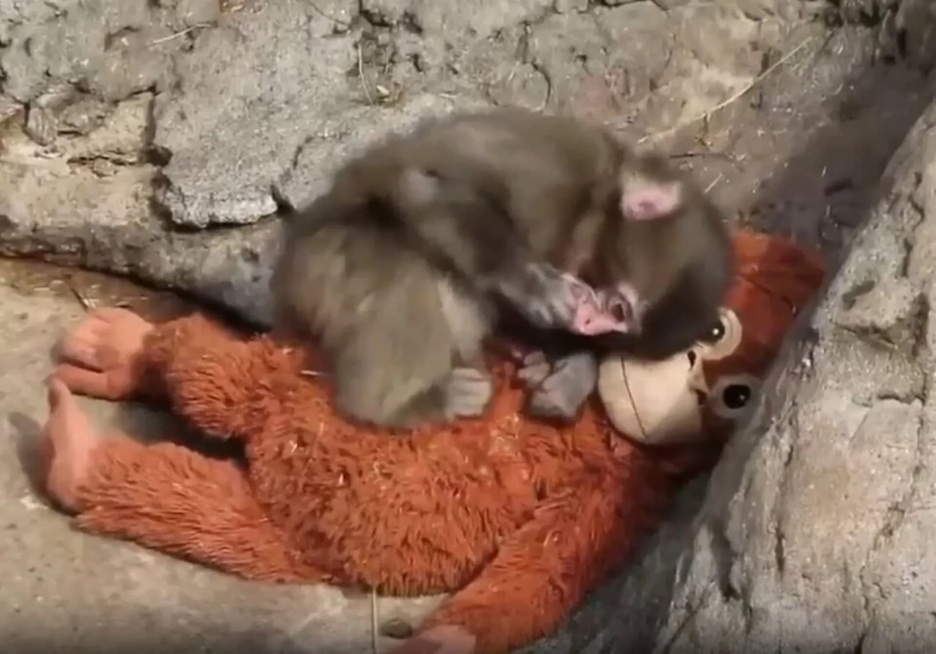 Baby monkey named Punch who was abandoned by his mum now only has a cuddly toy for company leaving fans heartbroken