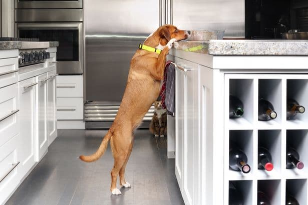 Dog owners spot Labrador barking on pet cam and then make horrifying realisation