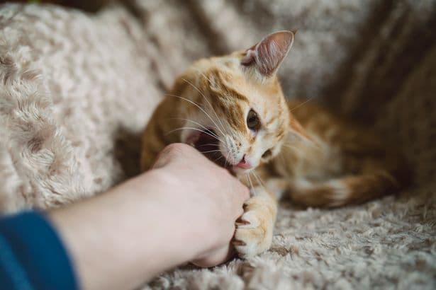 'Brain bacteria' warning to anyone who gets scratched by their cat issued