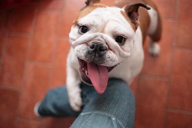 Bulldog's priceless reaction to owner coming home but people make same funny remark