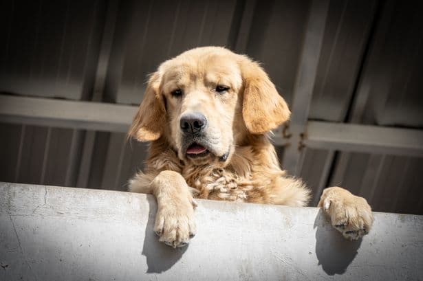 Mum changes baby's nappy and golden retriever's reaction is unexpected
