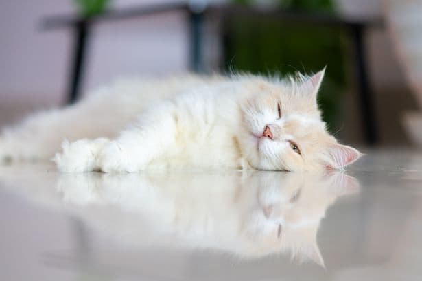 Woman gets new cat then realises there's a big problem at night