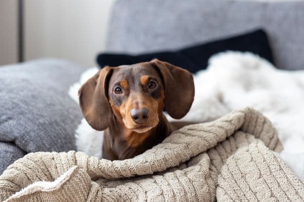 Vet says there are seven breeds of dog he would never recommend - full list