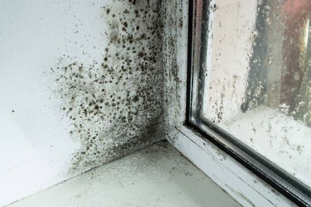 Eliminate mould in minutes by covering with 1 kitchen staple