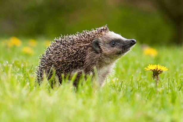 Hedgehogs will keep visiting garden if 1 item is placed outdoors in February
