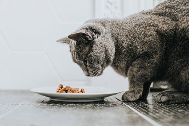 Cat owners urged to avoid giving pets 5 common food items