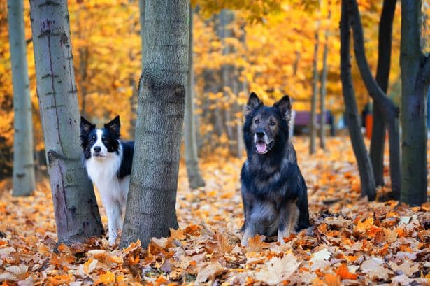 Beautiful dog breed named the ‘smartest’ canines learns commands in less than 5 seconds