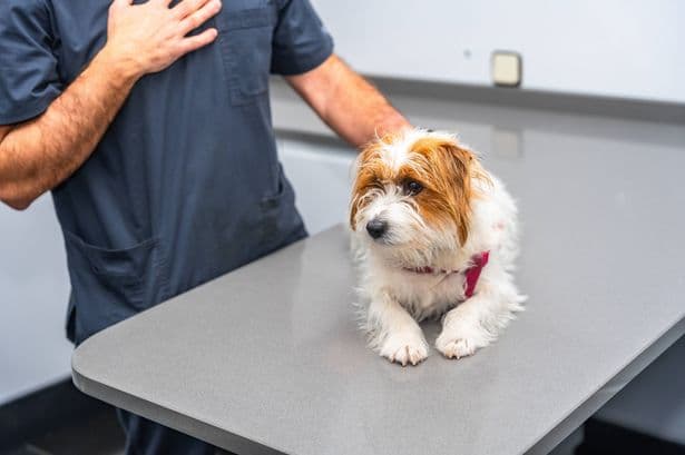 Vet warns 1 small change to your pet could show they're nearing end of life