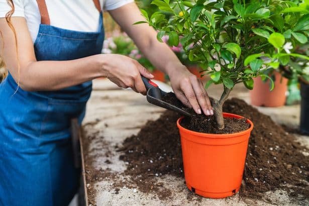 Gardeners warned to avoid overlooked mistake with potted plants — or risk 'starvation'