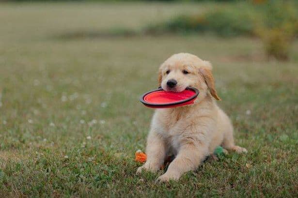 Three 'best behaved' dog breeds that are popular for good reason